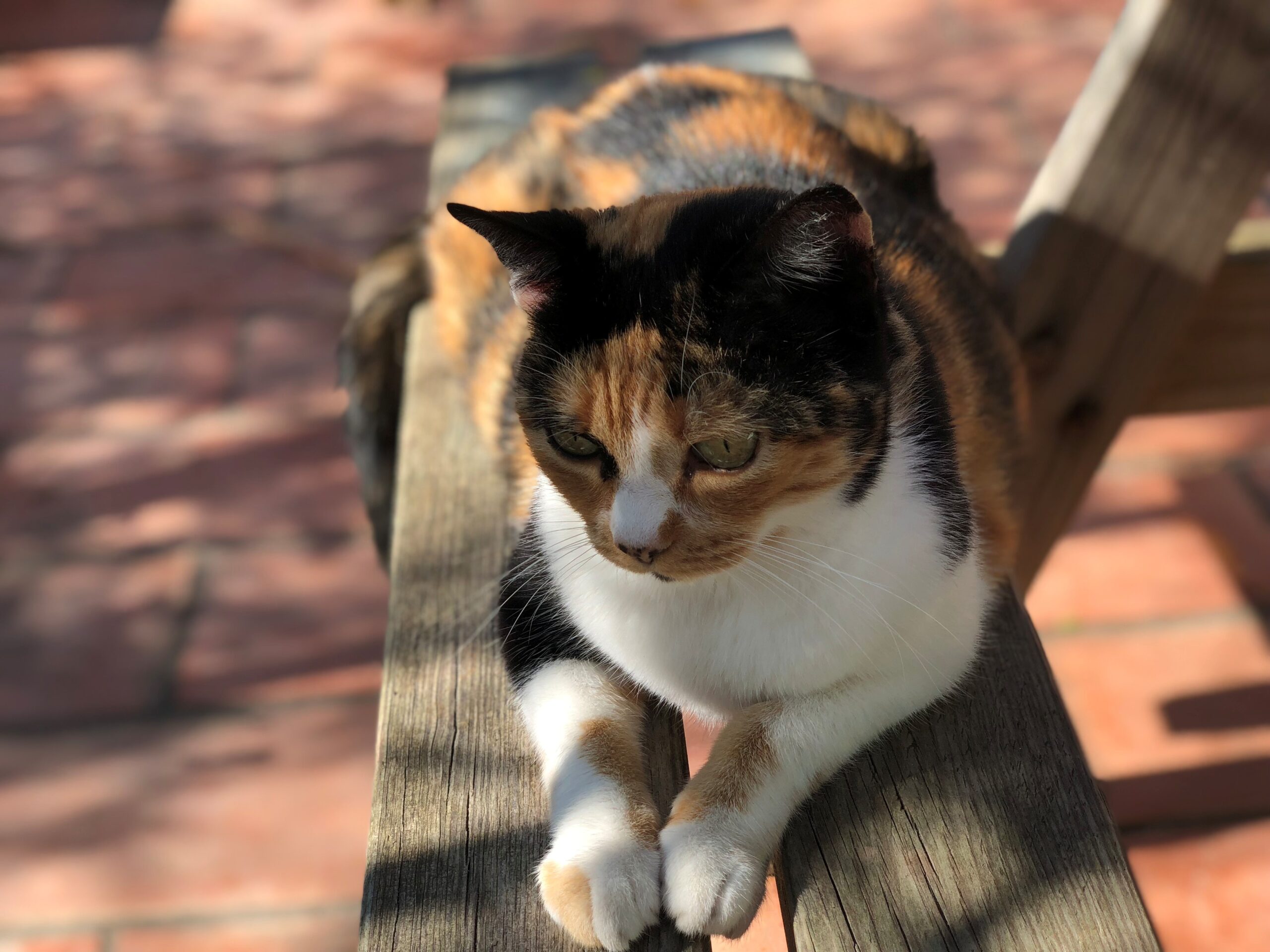 Full Width Image