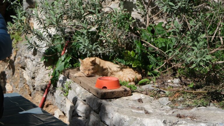 orange cat sleeping outside on a sunny day